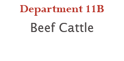 Department 11B Beef Cattle